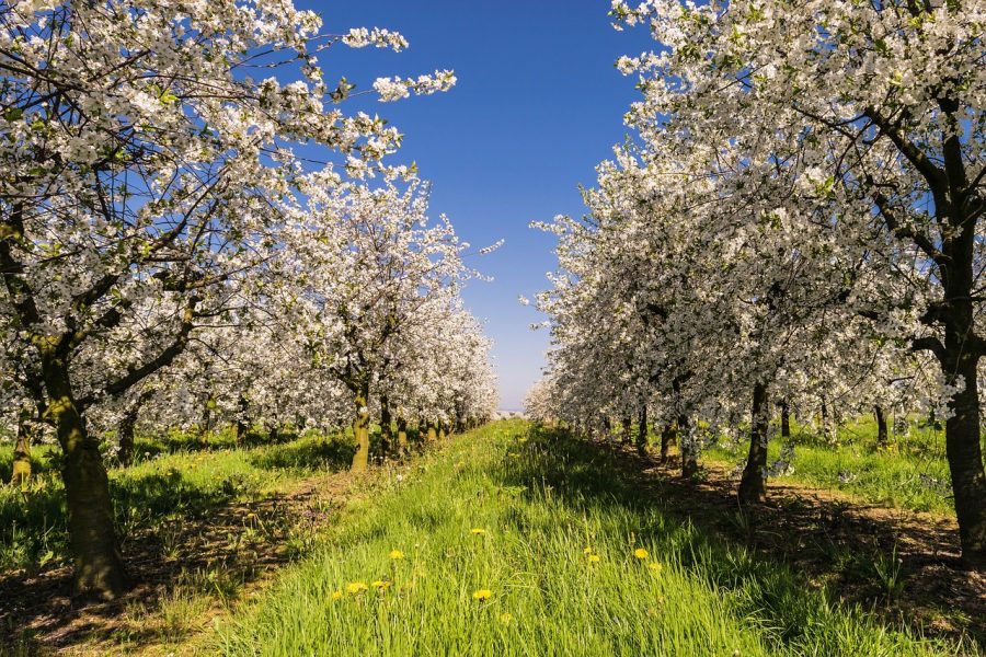 fruit, plantation, avenue