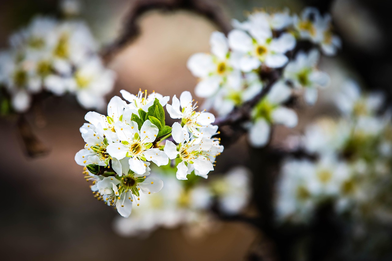 apricot blossoms, apricot flowers, white apricot flowers, white flowers, spring flowers, nature