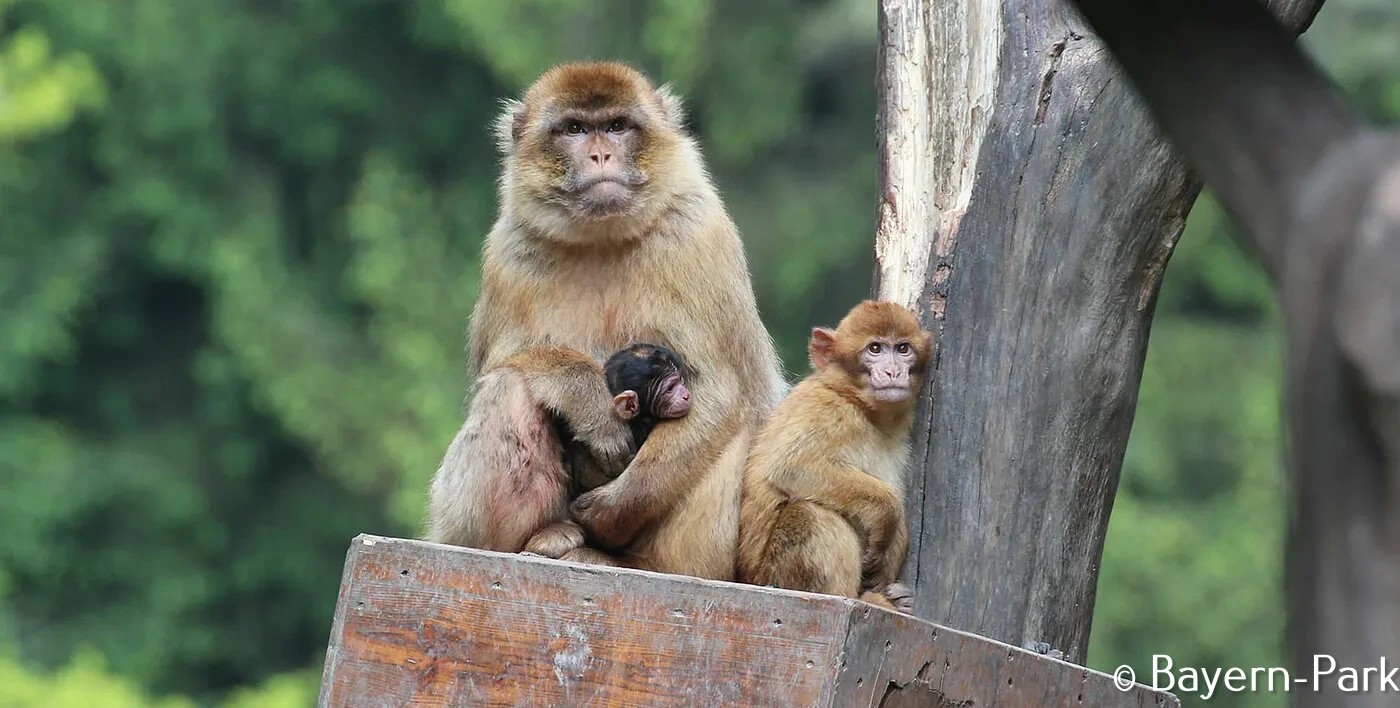 Abenteuer im Bayern Park – Ein erlebnisreicher Tagesausflug für Groß und Klein