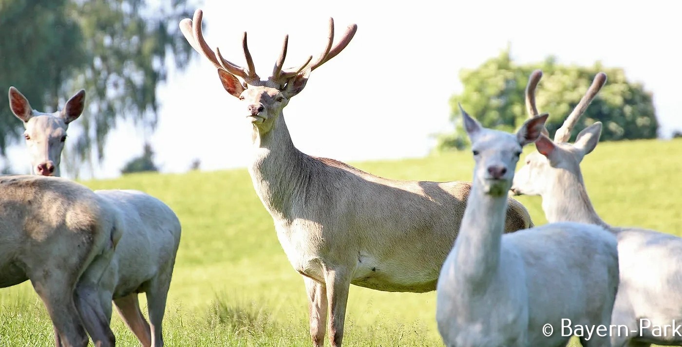 Abenteuer im Bayern Park – Ein erlebnisreicher Tagesausflug für Groß und Klein